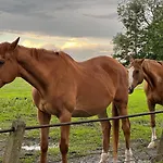 Black Horse * Пасленк