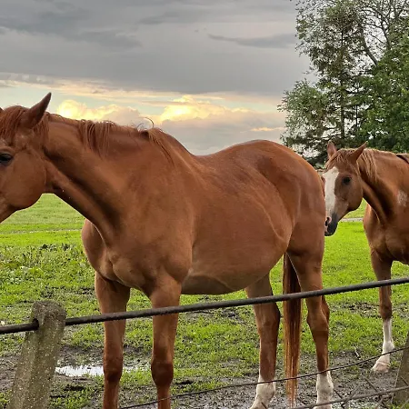 Black Horse * Pasłęk