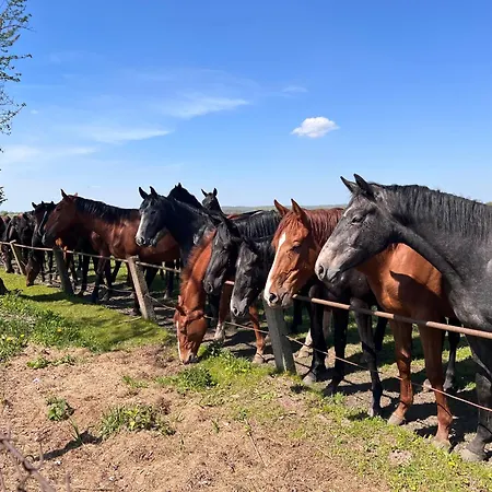 Black Horse * Пасленк