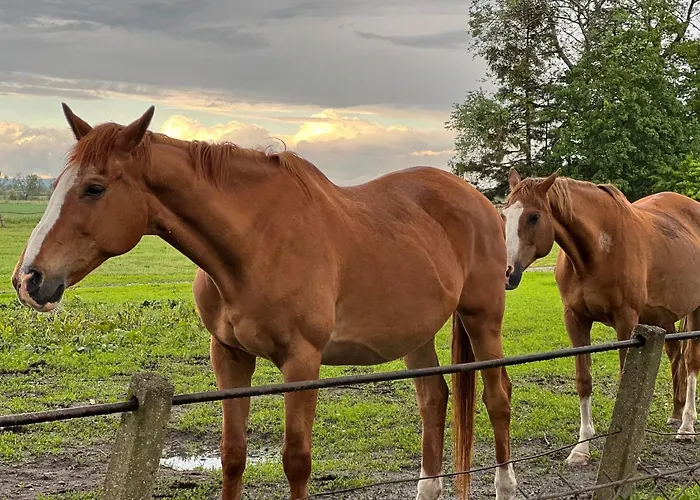 Black Horse * Paslek